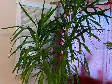8’ Foot Tall Very Healthy Yucca Plant in 15" Pot - Photo 5