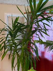 8’ Foot Tall Very Healthy Yucca Plant in 15" Pot - Photo 6