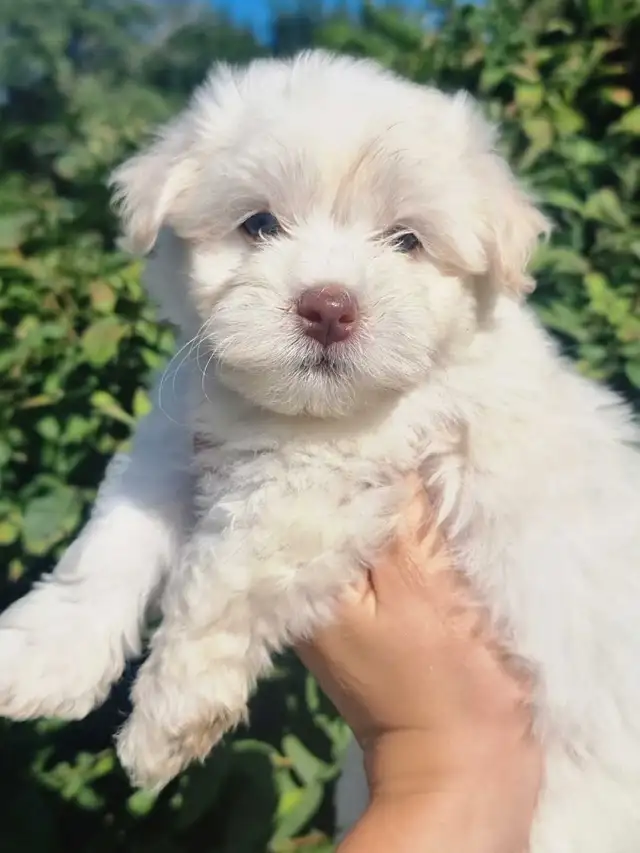 Blue Eyed CKC Havanese Puppies