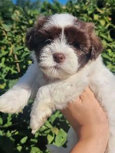 Blue Eyed CKC Havanese Puppies - Photo 2