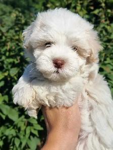 Blue Eyed CKC Havanese Puppies - Photo 3