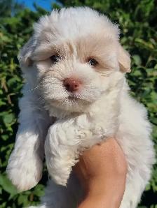 Blue Eyed CKC Havanese Puppies - Photo 4