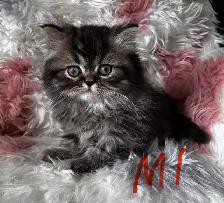 Persian kittens