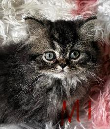 Persian kittens - Photo 2