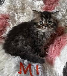 Persian kittens - Photo 3