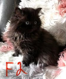 Persian kittens - Photo 4
