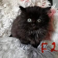 Persian kittens - Photo 5