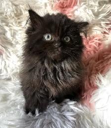 Persian kittens - Photo 6