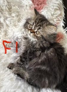 Persian kittens - Photo 7