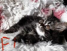 Persian kittens - Photo 8