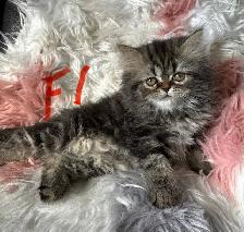 Persian kittens - Photo 9
