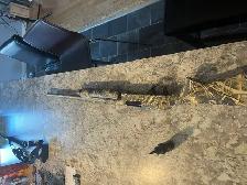 Winchester SXP 12G for sale - Photo 2