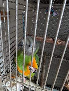 Senegal Parrot - Photo 2