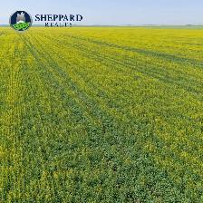 8 Qtrs | R.M. of Scott # 98 | Lewvan & Yellow Grass, SK Area - Photo 8