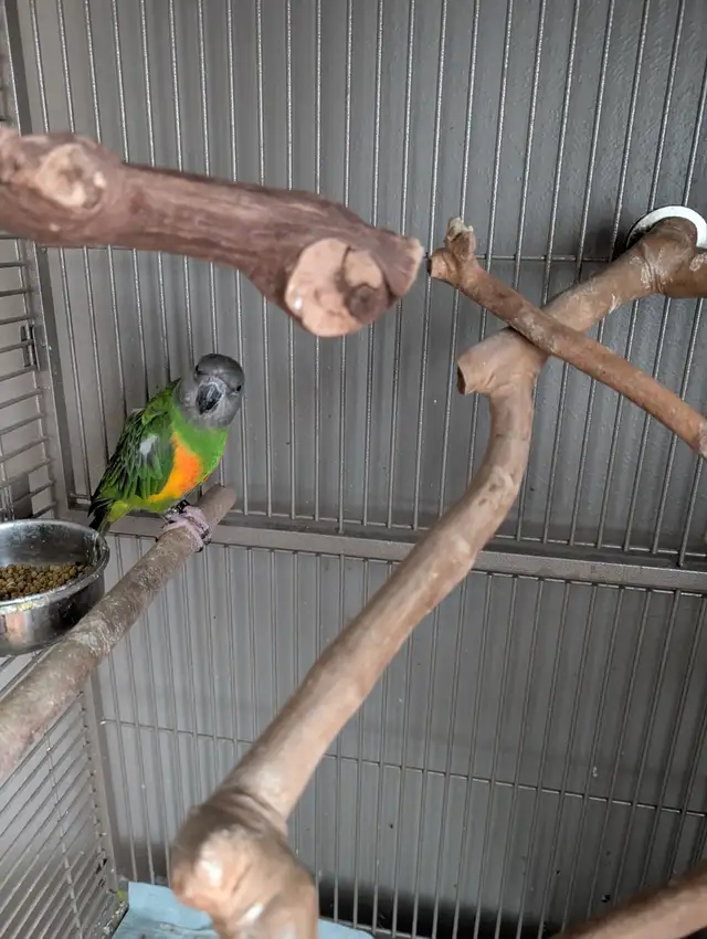 Senal parrot