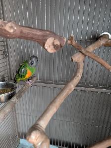 Senal parrot