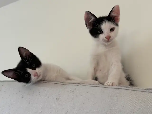chatons à vendre