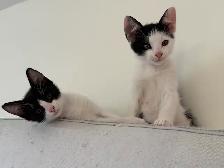 chatons à vendre
