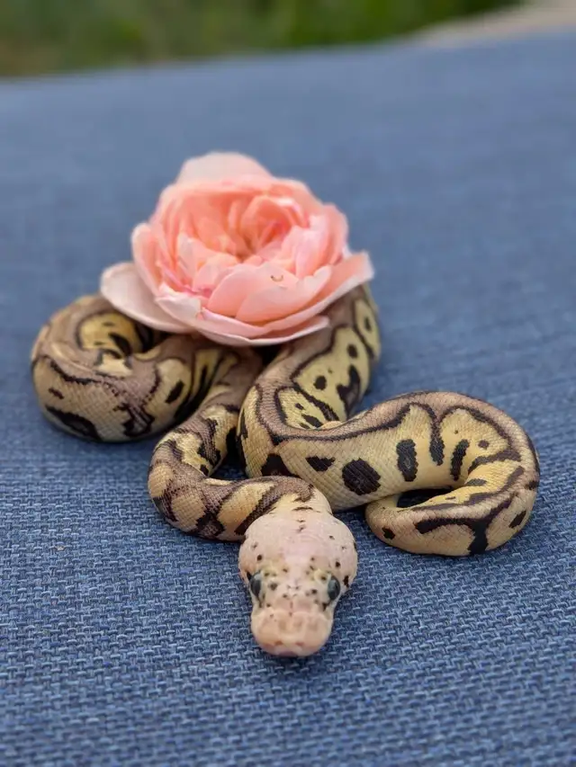 Ball Python
