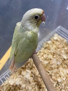 Moonscheek conure baby.