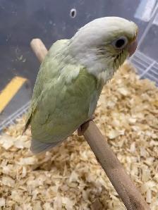 Moonscheek conure baby. - Photo 2
