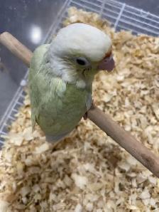 Moonscheek conure baby. - Photo 3