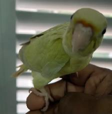 Moonscheek conure baby. - Photo 4
