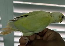 Moonscheek conure baby. - Photo 5