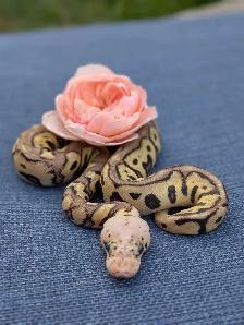 Ball Python