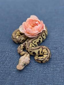 Ball Python - Photo 2