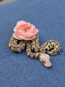 Ball Python - Photo 3