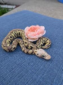 Ball Python - Photo 4