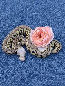 Ball Python - Photo 5