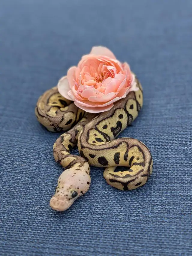 Ball Python