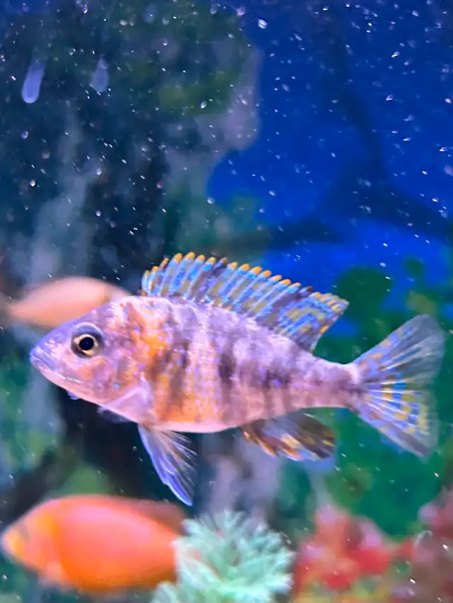 Poissons Cyclidee africain aulonocara ob marmelade à Repentigny