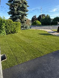 Grass Sod