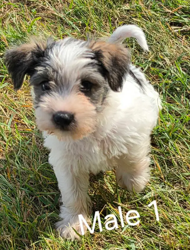 Schnorkie puppies