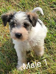Schnorkie puppies