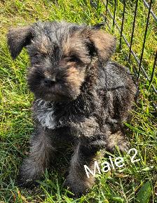 Schnorkie puppies - Photo 2