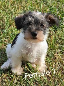 Schnorkie puppies - Photo 3