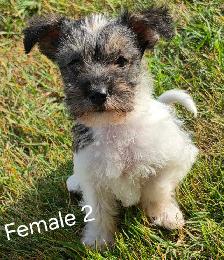 Schnorkie puppies - Photo 4