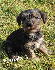 Schnorkie puppies - Photo 5