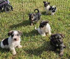 Schnorkie puppies - Photo 6