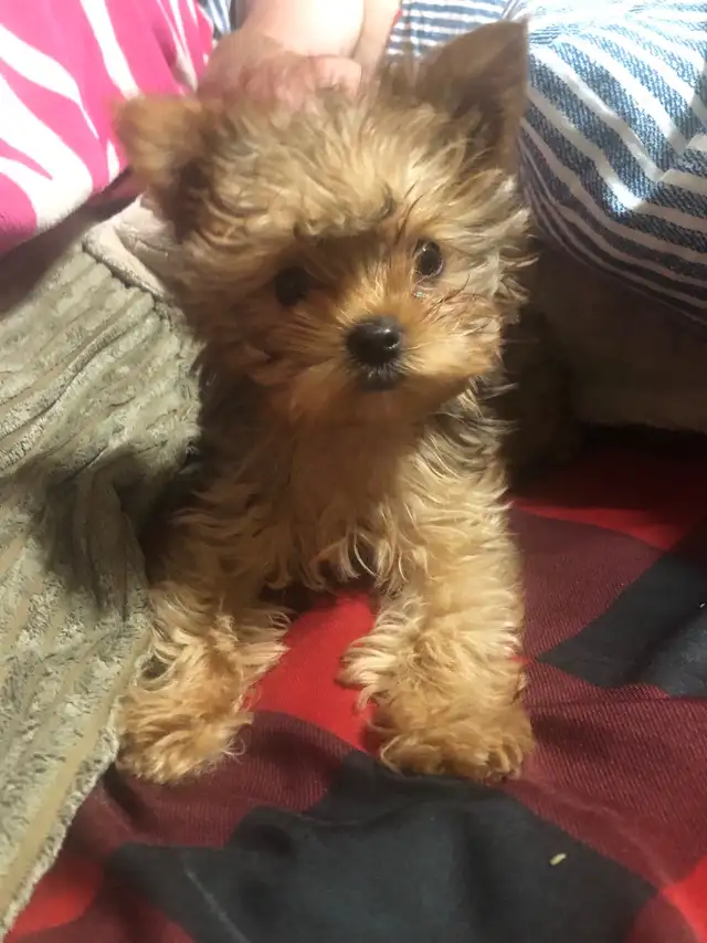f yorkie