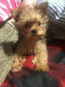 f yorkie