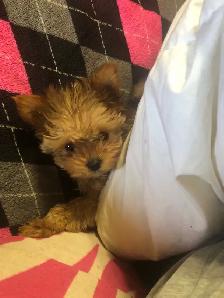 f yorkie - Photo 2