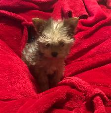 f yorkie - Photo 3
