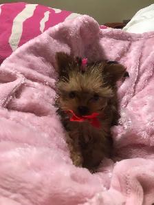 f yorkie - Photo 4