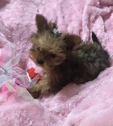 f yorkie - Photo 5