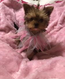 f yorkie - Photo 6